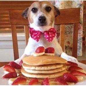 dog and pancakes