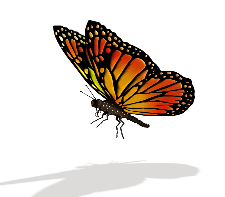 animated monarch butterfly clip art free - photo #39